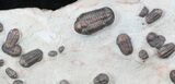 Austerops & Gerastos Trilobite Mortality Plate - Jorf (reduced price) #56815-7